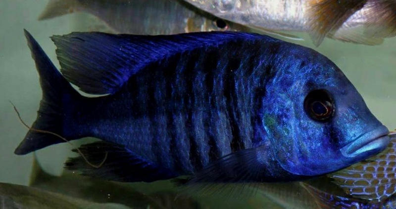 Protomelas annectens 'Manda'